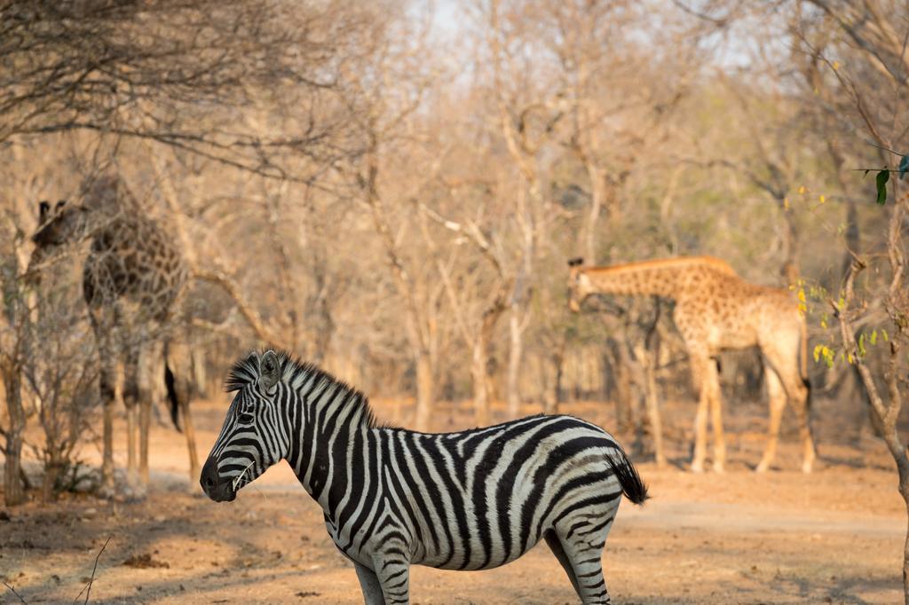 Klaserie River Safari Lodge Hoedspruit Exterior photo